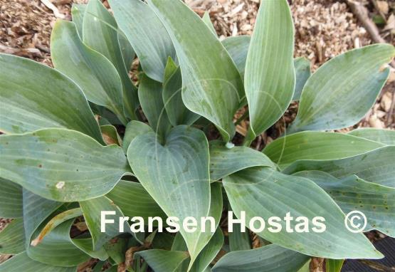 Hosta Hadspen Hawk